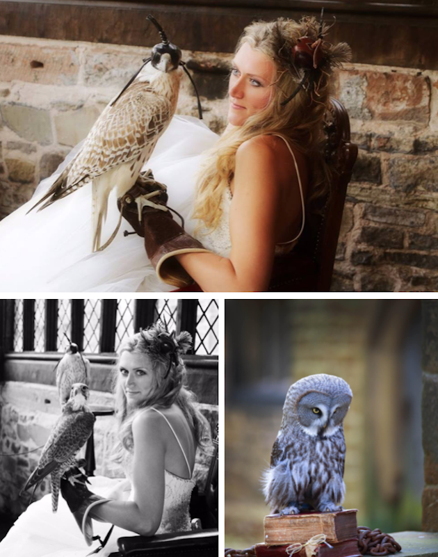 Hawkeye Falconry - image hawkeye-3-1 on https://onlineweddingdirectory.co.uk