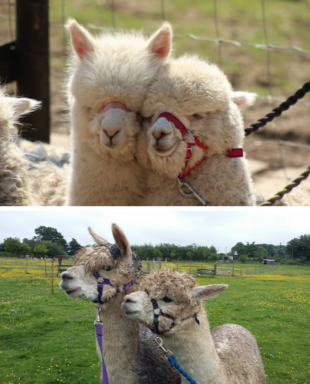 Lucky Tails Alpacas - image lucky-tails-1 on https://onlineweddingdirectory.co.uk