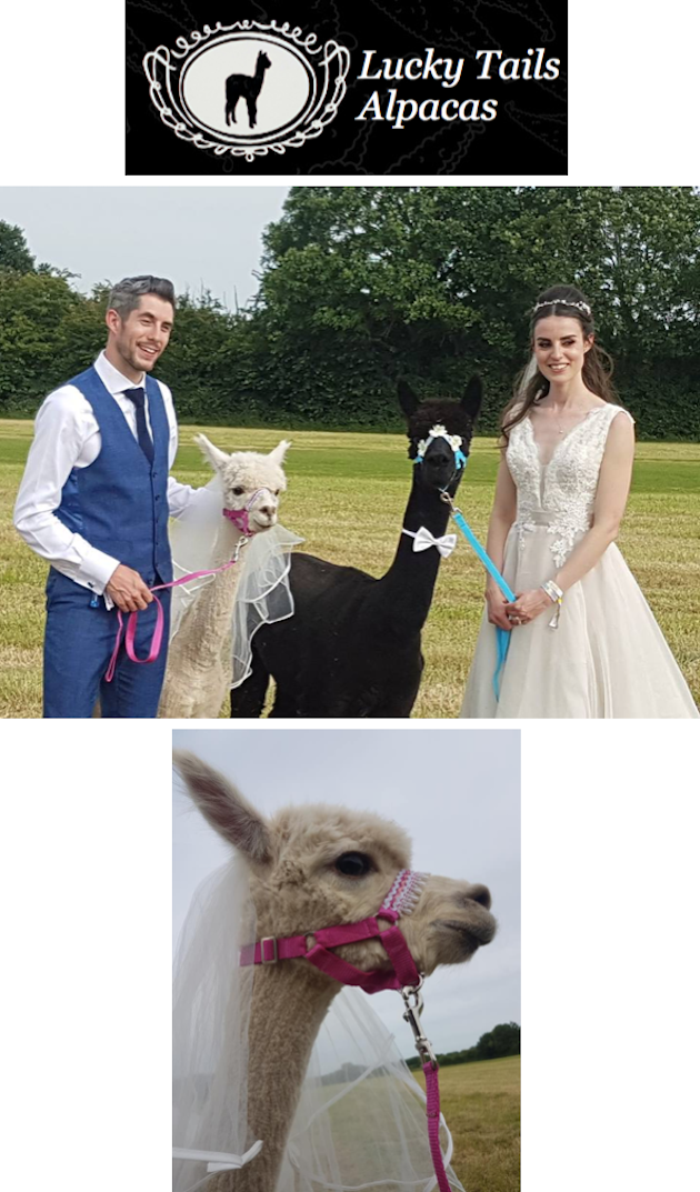 Lucky Tails Alpacas - image lucky-tails on https://onlineweddingdirectory.co.uk