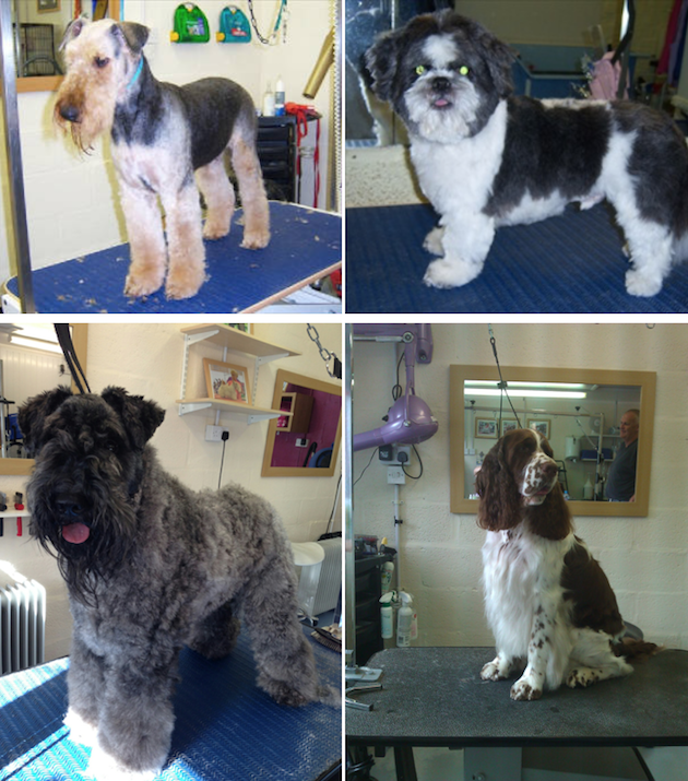 Pooch Perfect Canine Stylist, Hotel & SPA - image pooch-perfect-1 on https://onlineweddingdirectory.co.uk