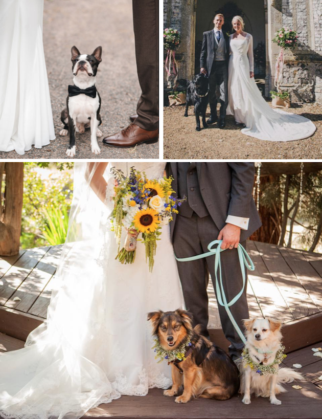 Quintessential Wedding Day Dogs - image quintessential-2 on https://onlineweddingdirectory.co.uk
