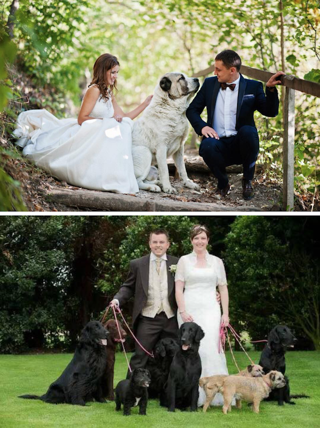 Quintessential Wedding Day Dogs - image quintessential-3 on https://onlineweddingdirectory.co.uk