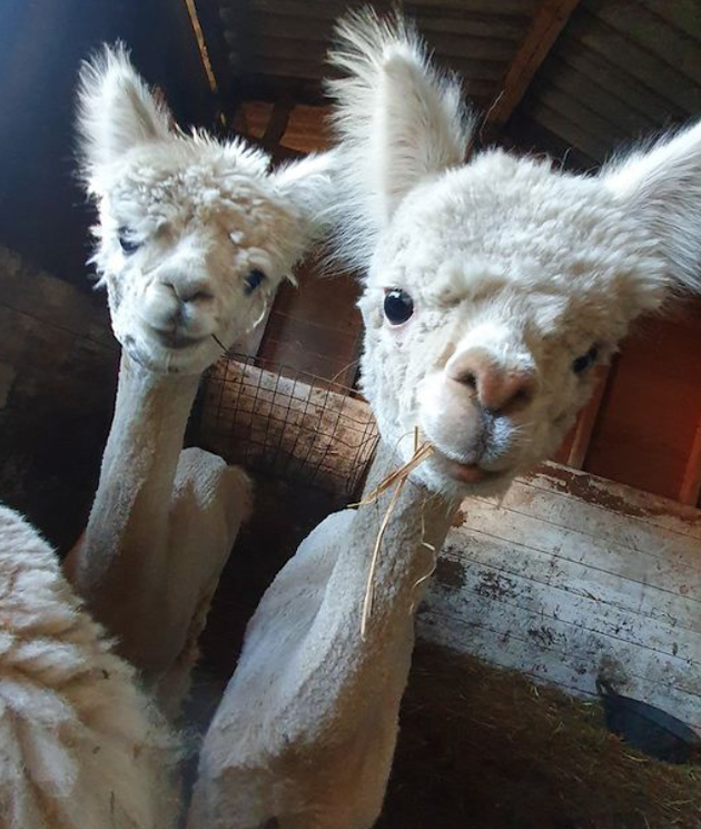 Little Markfield Farm Alpacas - image markfield-1 on https://onlineweddingdirectory.co.uk