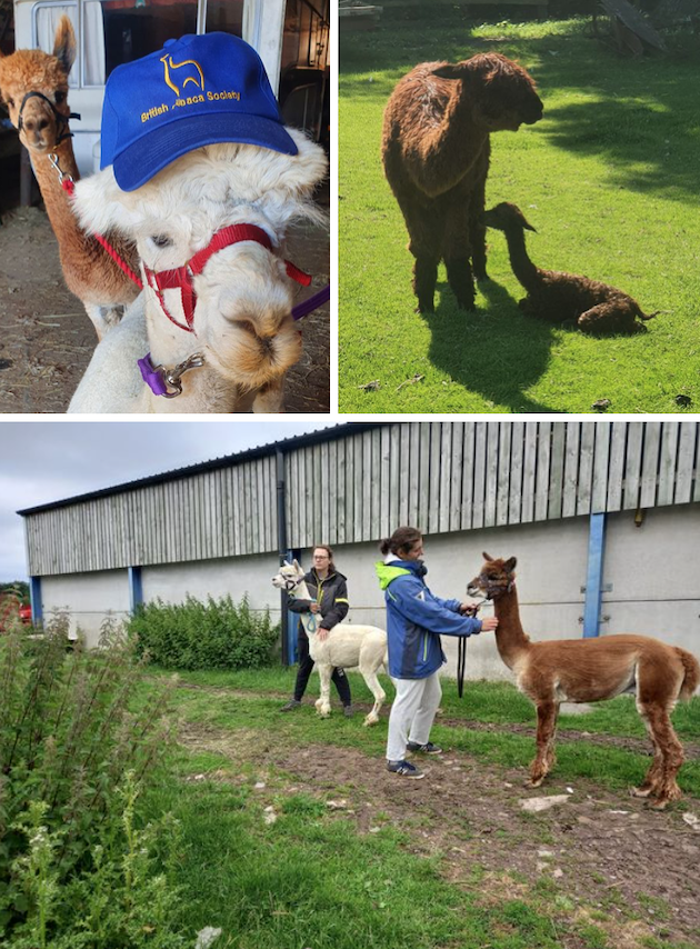 Little Markfield Farm Alpacas - image markfield-2 on https://onlineweddingdirectory.co.uk